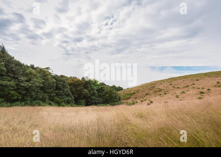 Dry grass meadow and green tree on mountain slope with cloudy sky in winter season. Stock Photo