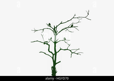 Silhouette of four birds on dying tree in dark green tone isolated on white background. Concept of environment conservation. Stock Photo
