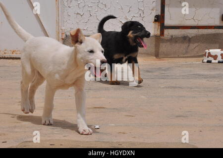 Two dogs running Stock Photo