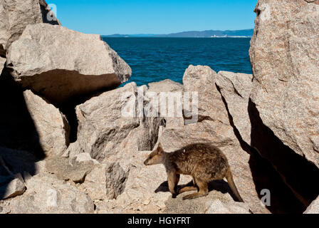 Rock wallaby, Magnetic Island, Australia Stock Photo