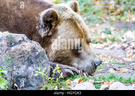 A brown bear laying down on the ground at a zoo Stock Photo