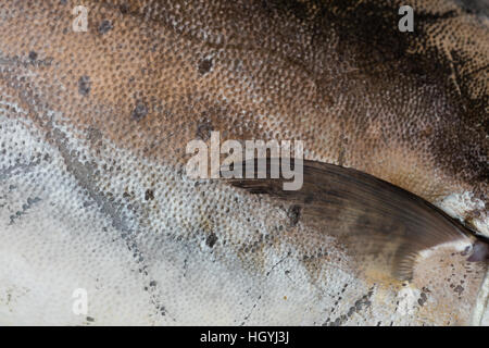 Fresh mediterranean lampuga at market in Naples Stock Photo