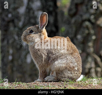Rabbit sitting on ground Stock Photo