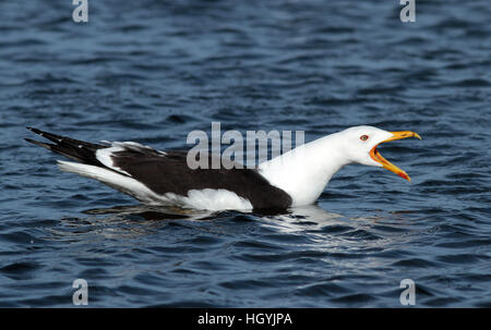 Lesser black-backed gull (Larus fuscus) swimming and screaming Stock Photo