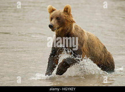 Brown bear (Ursus arctos) hunting in water, Kurile Lake, Kamchatka, Russia Stock Photo