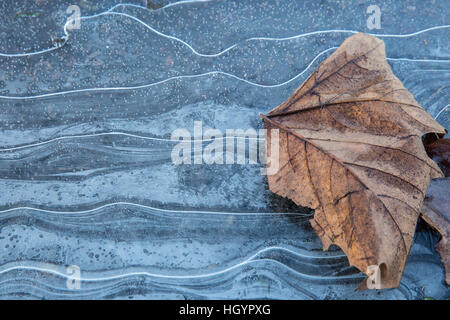 Windsor, UK. 13th January, 2017. Patterns in the ice in Windsor in Berkshire. Credit: Mark Kerrison/Alamy Live News Stock Photo