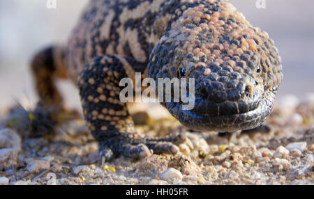 A closeup frontal view of a Gila Monster crossing rocky ground. The face and mouth are clear, but the rest of the body fades away into a gray backgrou Stock Photo