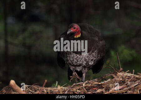 Australian Brush or bush turkey female digging nest hole with male ...