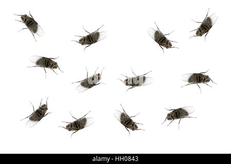 Many dead flies isolated on white Stock Photo