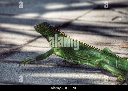 Bright green iguana walking across pavement in dappled sunshine Stock Photo