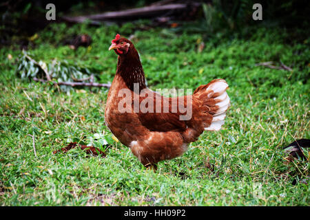 Free range chicken in a field Stock Photo