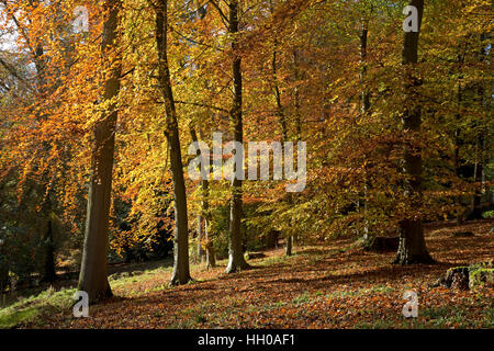 Under canopy of beech woodland in autumn colours Batsford Arboretum UK Stock Photo