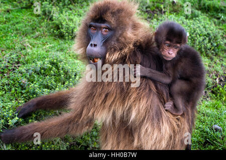 Gelada baboon (Theropithecus Gelada), Simien Mountains National Park, Amhara region, North Ethiopia. In Simien, not only the Gelada baboons inhabit. I Stock Photo