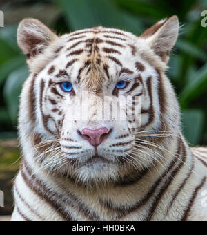 angry white tiger blue eyes