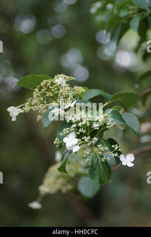 Hydrangea petiolaris Stock Photo