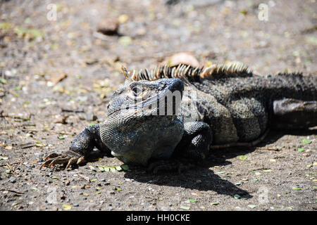 Iguana on sand warming up in the summer sun Stock Photo