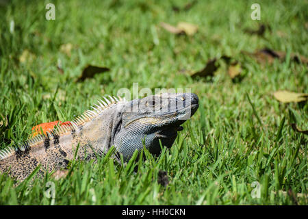 Iguana in the grass warming up in the summer sun Stock Photo