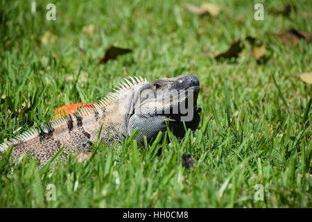 Iguana in the grass warming up in the summer sun Stock Photo
