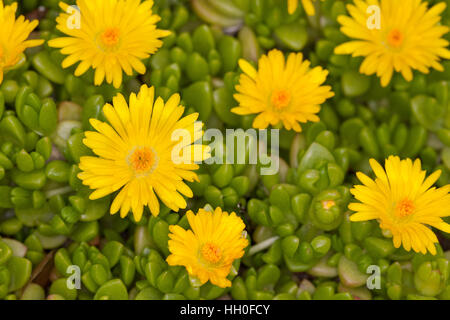 Lesotho-Mittagsblume, Lesotho-Stauden-Mittagsblume, Mittagsblume, Delosperma nubigenum, Yellow Ice Plant Stock Photo