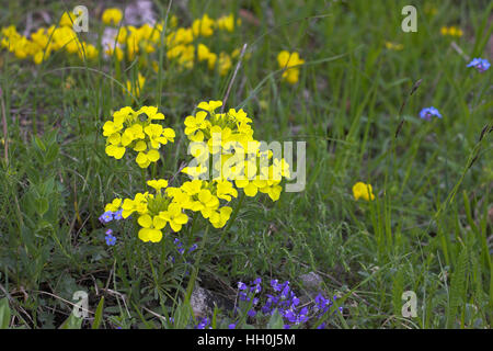 Decumbent treacle-mustard Erysimum decumbens Vercors Natiional Park ...