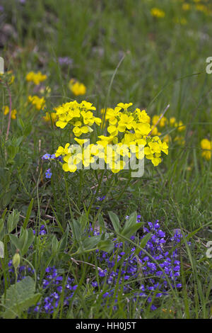 Decumbent treacle-mustard Erysimum decumbens Vercors Natiional Park ...