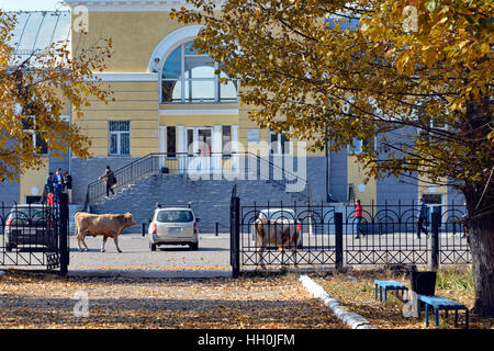 Cows wandering at the railway station in Siberia Stock Photo