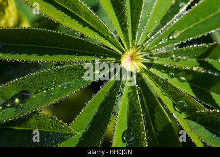 Lupin leaf with raindrops in hotel garden Vercors Regional Natural Park France Stock Photo