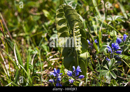 Moonwort Botrychium lunaria Vercors Regional Natural Park Vercors France May 2015 Stock Photo
