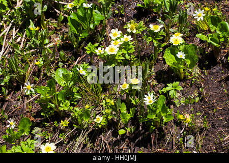 American globeflower Trollius albiflorus and White marsh marigold Psychrophila leptosepala in wet area on roadside bank Rocky Mountain National Park C Stock Photo