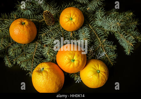 Black background with  bright oranges,lying on the branch silver fir Stock Photo