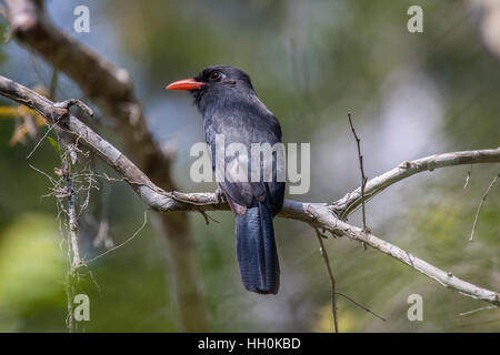 Black fronted nunbird perched on branch in Brazil Stock Photo