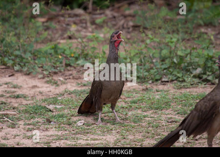 Chaco chachalaca crowing after a successful fight in Brazil Stock Photo