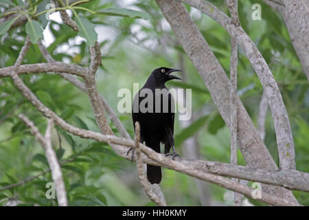Giant cowbird perched in tree in Brazil Stock Photo