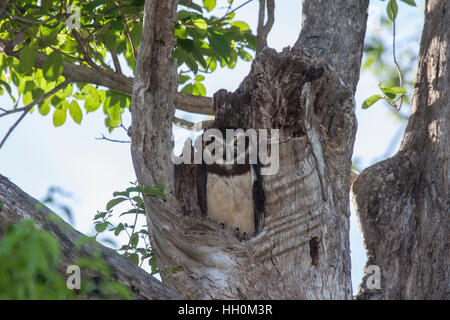 Spectacled owl at nest site in Brazil Stock Photo