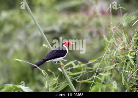 Debret - Carga de cavalaria guaicuru Stock Photo - Alamy