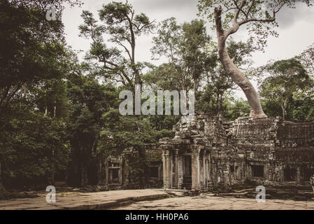 Silk cotton tree growing from Ta Promh temple, Angkor, Cambodia Stock Photo