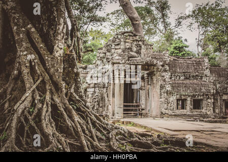 Silk cotton tree outside Ta Promh temple, Angkor, Cambodia Stock Photo