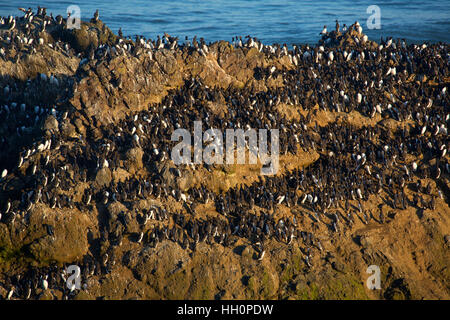 Common murres (Uria aalge) on Colony Rock, Yaquina Head Outstanding Natural Area, Salem District Bureau of Land Management, Newport, Oregon Stock Photo