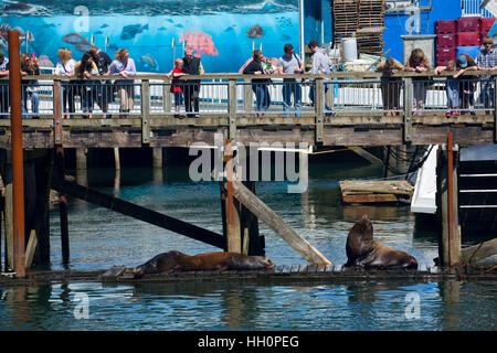 Sea lion, Newport, Oregon Stock Photo - Alamy