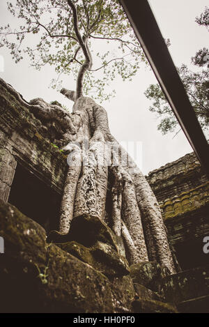 Silk cotton tree growing from Ta Promh temple, Angkor, Cambodia Stock Photo