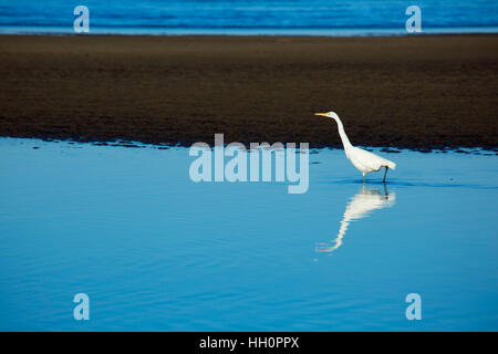 Great egret at Siletz Bay, Pacific Coast Scenic Byway, Lincoln City, Oregon Stock Photo