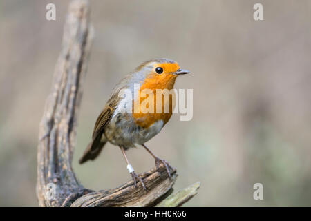 European robin (Erithacus rubecula) perched on a twig.This individual has been ringed (= banded in North America) Stock Photo
