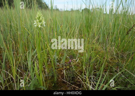 Early Marsh-orchid (Dactylorhiza incarnata ochroleuca), an extremely rare subspecies, at its only UK site Stock Photo