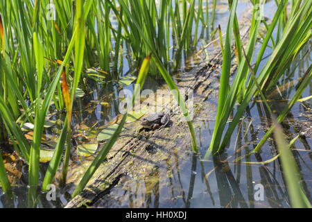 Northern Pool Frog (Pelophylax lessonae), in wide-angle, at a confidential reintroduction site in Norfolk Stock Photo