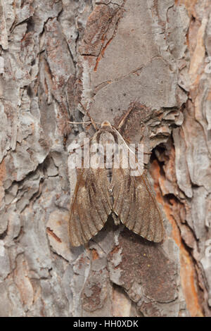 Pine Hawk-moth (Sphinx pinastri), perched on trunk of Scots Pine tree (Pinus sylvestris) Stock Photo