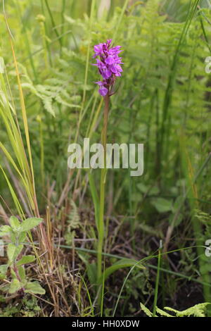 Southern Marsh-Orchid (Dactylorhiza praetermissa) showing traits of Pugsley's or Narrow-leaved Marsh-Orchid, in Norfolk Stock Photo