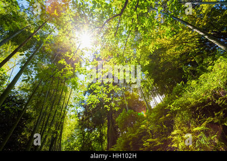 Spring Sun Shining Through Canopy Of Tall Trees Bamboo Woods. Sunlight In Tropical Forest, Summer Nature. Upper Branches Of Different Deciduous Trees Stock Photo