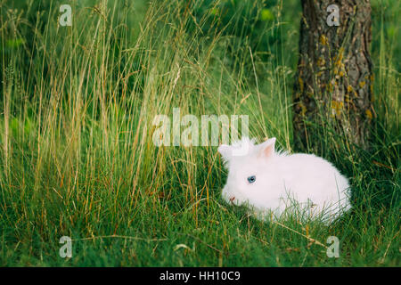 Close View Of Cute Dwarf Decorative Miniature Snow-White Fluffy Rabbit Bunny Mixed Breeds With Blue Eye Sitting In Bright Green Grass In Garden. Stock Photo