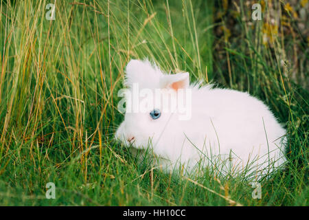 Close View Of Cute Dwarf Decorative Miniature Snow-White Fluffy Rabbit Bunny Mixed Breeds With Blue Eye Sitting In Bright Green Grass In Garden. Stock Photo