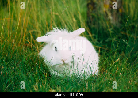 Close View Of Cute Dwarf Decorative Miniature Snow-White Fluffy Rabbit Bunny Mixed Breeds With Blue Eye Sitting In Bright Green Grass In Garden. Stock Photo